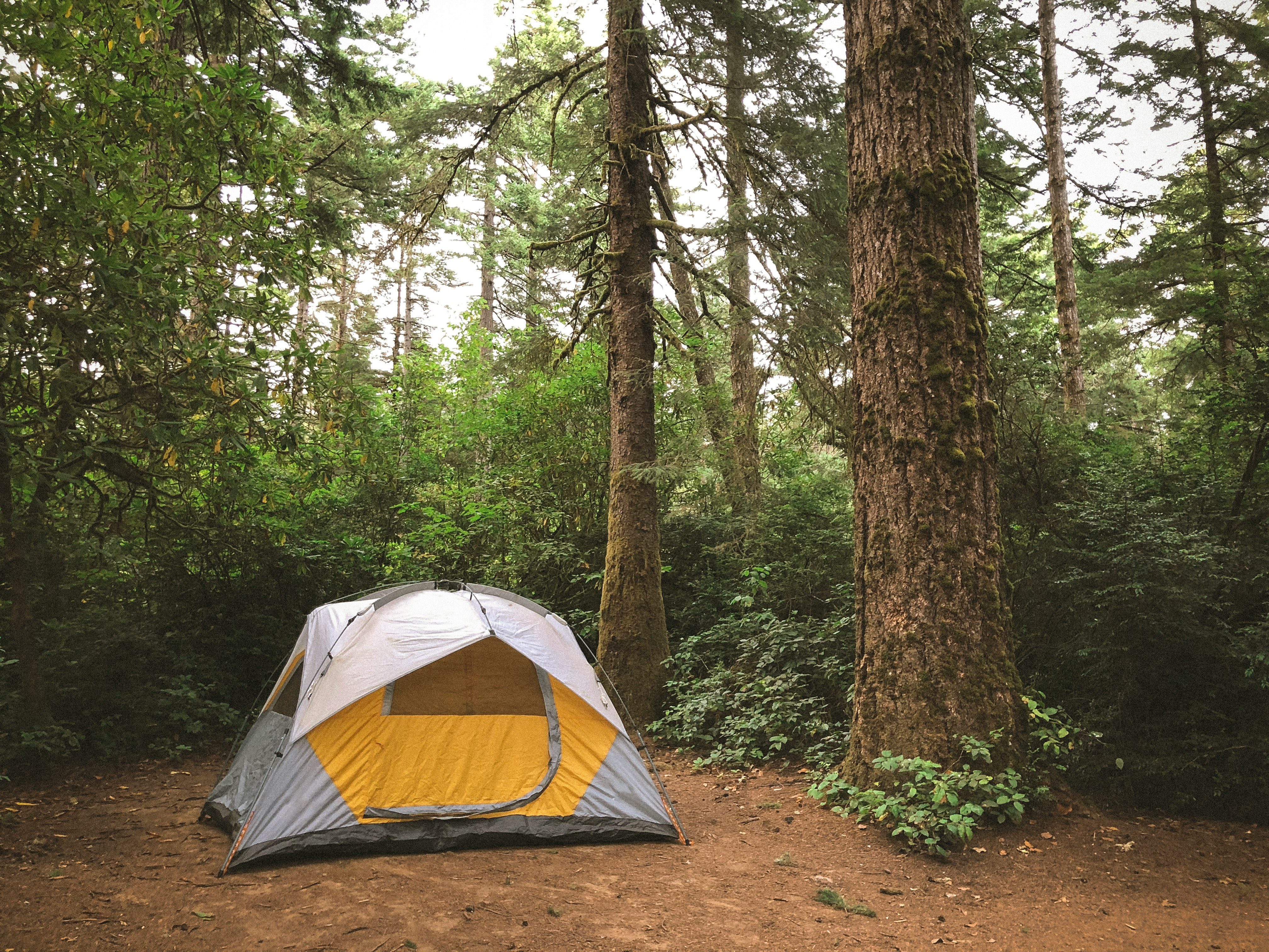 gray and yellow dome tent at forest